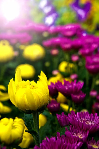 Tulipano di fiori di gerbero — Foto Stock