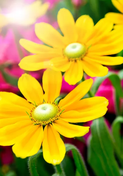 Świeże słoneczniki — Zdjęcie stockowe