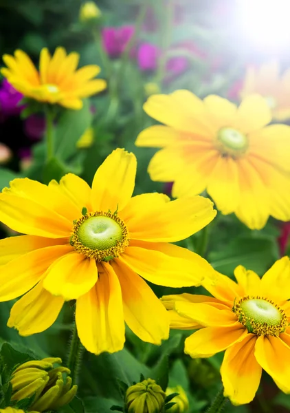 Fiore di sole fresco fioritura — Foto Stock