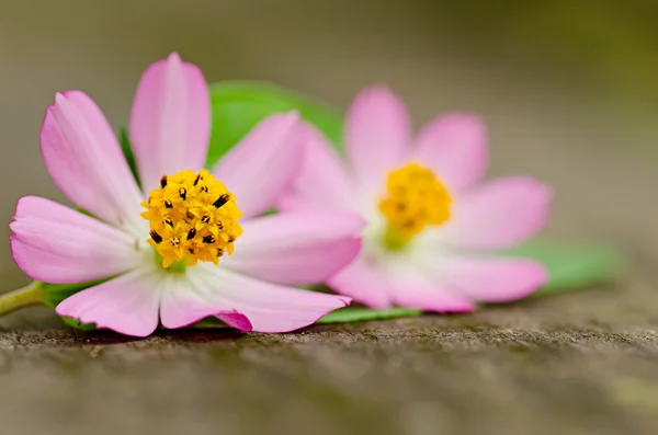 Disposizione dei fiori di margherita — Foto Stock