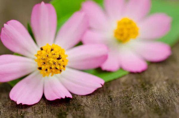 Close up pink daisy — Stock Photo, Image