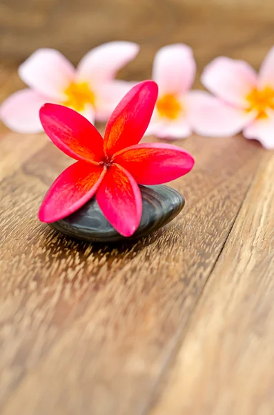 Red frangipani — Stock Photo, Image