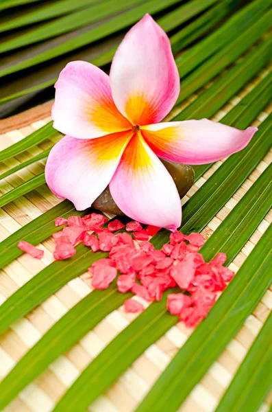 Pink frangipani and crystal — Stock Photo, Image