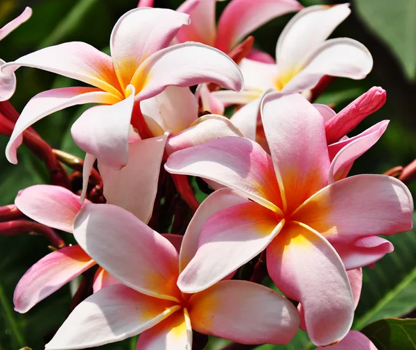 Beautiful pink fragipani — Stock Photo, Image