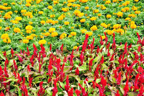 Paesaggio fiori — Foto Stock