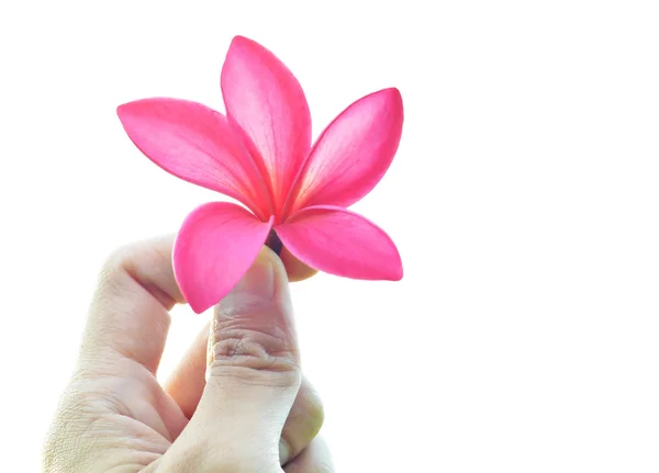 Hand som håller plumeria blomma — Stockfoto