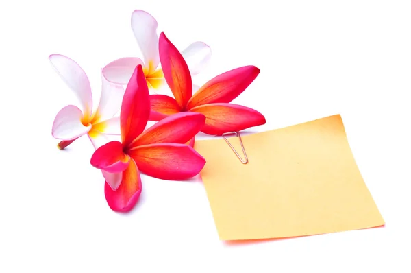 Plumeria met papier opmerking — Stockfoto