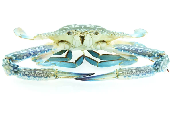 Crabul albastru proaspăt — Fotografie, imagine de stoc