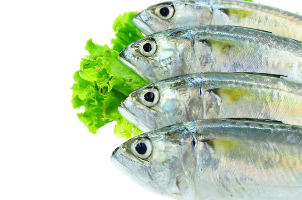 Fresh mackerel fish — Stock Photo, Image