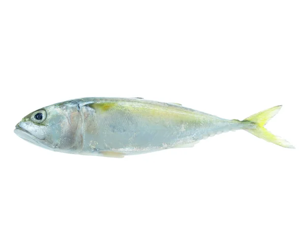 Makréla hal elszigetelt — Stock Fotó