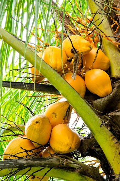 Close up bunch of orange coconuts — Stock Photo, Image