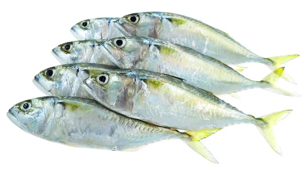 Seven fresh mackerel fish — Stock Photo, Image
