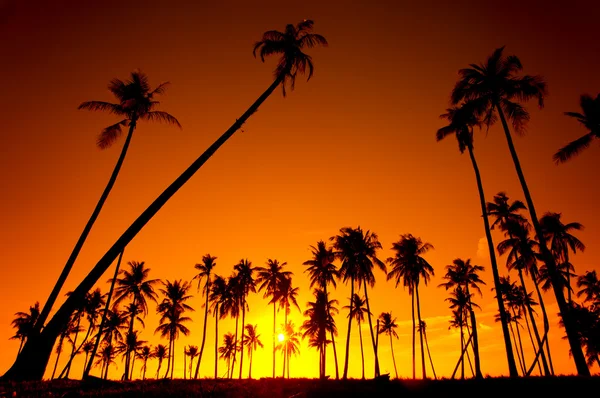 Coconut tree silhouette — Stock Photo, Image