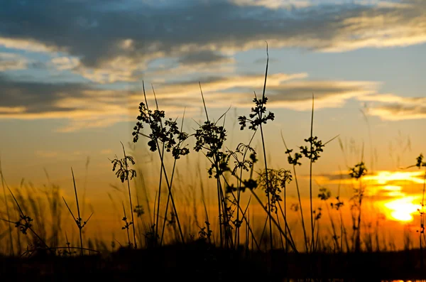 Silhouettengras — Stockfoto