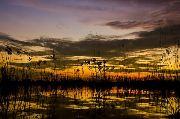 หญ้าซิลูเอท ระหว่างพระอาทิตย์ตก — ภาพถ่ายสต็อก