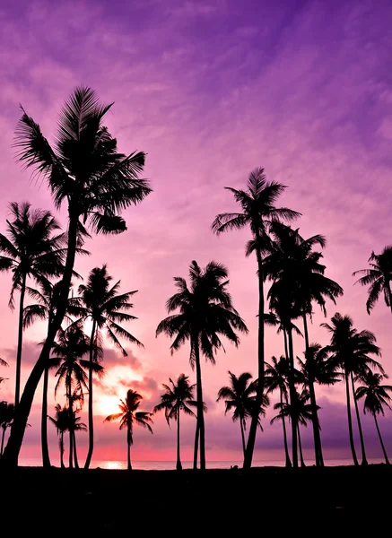 Silhouetted of coconut — Stock Photo, Image