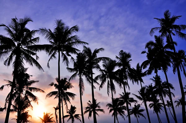 Silhouetted of coconut — Stock Photo, Image