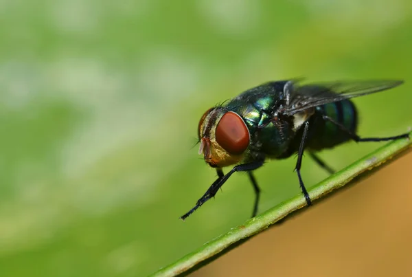 Riposo della mosca domestica — Foto Stock