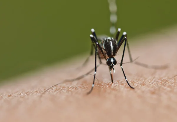 Mosquito — Fotografia de Stock