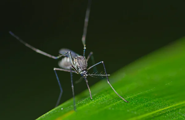 Mosquito Armigeres — Fotografia de Stock