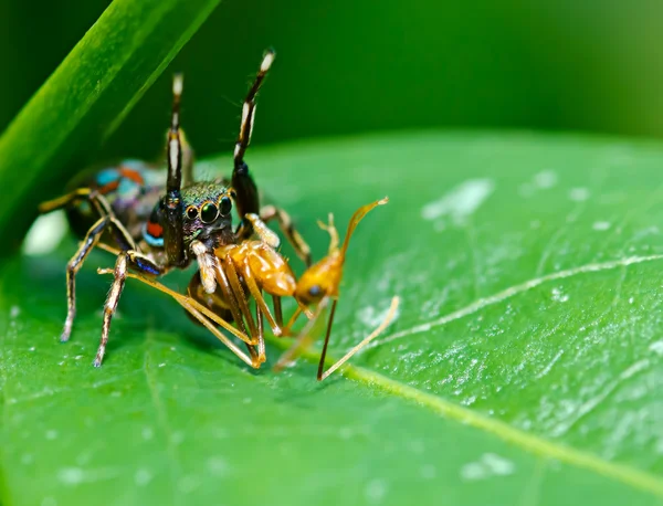 Ragno mangiare una formica — Foto Stock