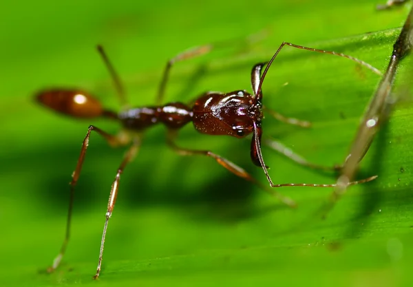 Naštvaný mravenec — Stock fotografie