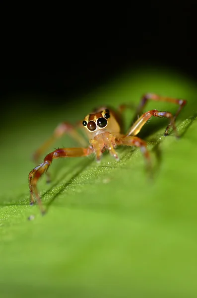 Araña saltarina —  Fotos de Stock