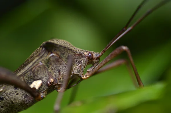 Un grillon actif la nuit sur une feuille verte — Photo