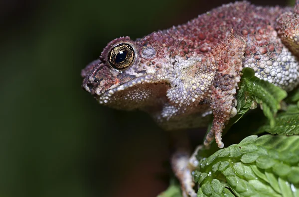 Frog Close up — Stock Photo, Image