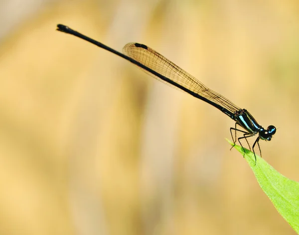 Blue Dragon Fly — Stockfoto