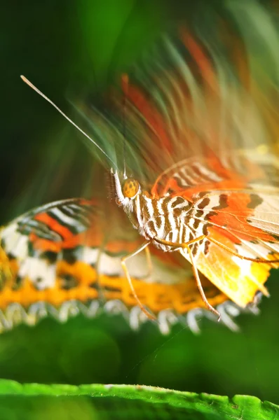Butterfly motion blur — Stock Photo, Image