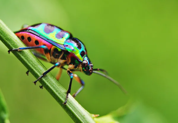 Colorido insecto — Foto de Stock