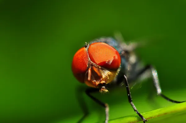 Mouche domestique — Photo