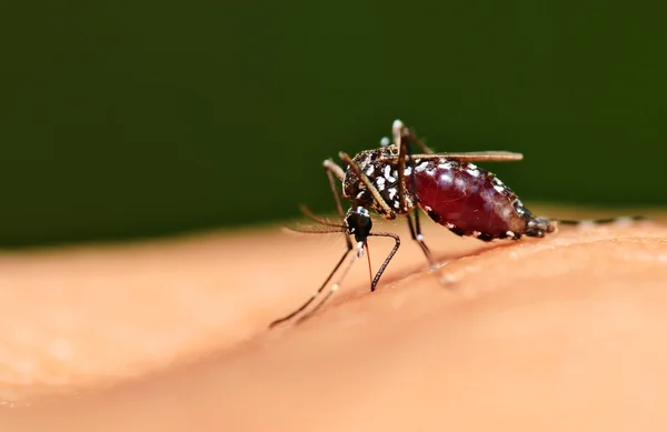 Full blod på mosquito kropp — Stockfoto