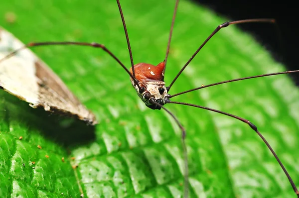 Harvestmen 蜘蛛 — 图库照片