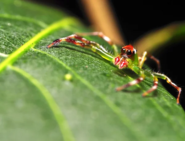 Jumping spider — Stock Photo, Image