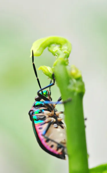 Lady Bug. — Fotografia de Stock