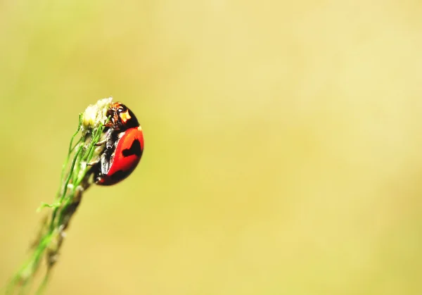 Lieveheersbeestjes — Stockfoto