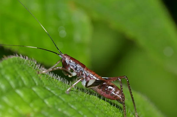 Cricket — Stockfoto