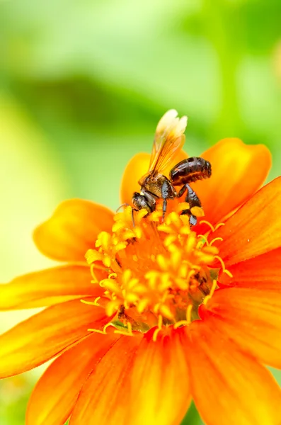 Bienen ernähren sich von Nektar — Stockfoto