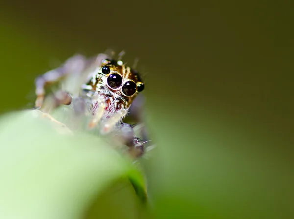 The eye — Stock Photo, Image