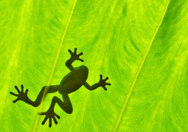 Silhouetted of frog — Stock Photo, Image