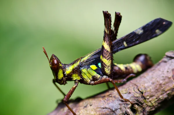 Unikátní kobylka — Stock fotografie
