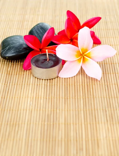 Plumeria flowers arrangement — Stock Photo, Image