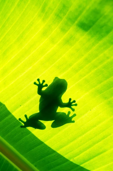 Silhouetted of frog — Stock Photo, Image