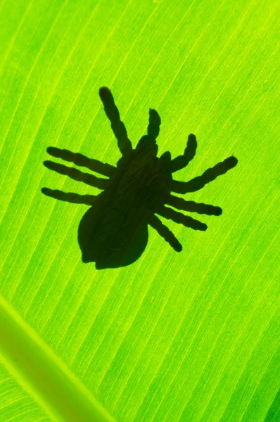 Silhouetted of tarantula — Stock Photo, Image