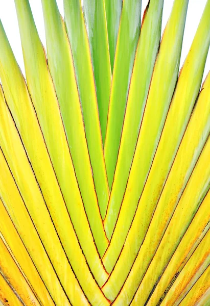 バナナの茎 — ストック写真