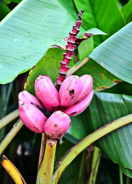 Bunch of ripening pink bananas — Stock Photo, Image