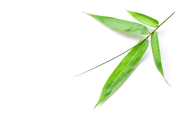 Grünes Bambusblatt — Stockfoto