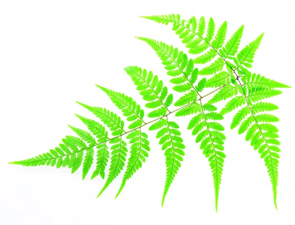 Молодий зелений лист ізольований — стокове фото